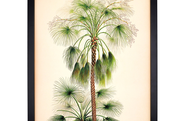 Affiche palmier Livistona humilis 
