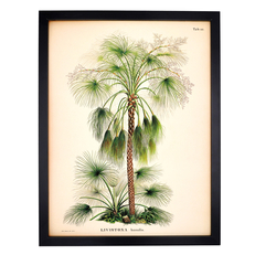 Affiche palmier Livistona humilis 