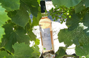Domaine du Petit Chaumont • vin gris de gris • Cuvée Gris de Nathalie (® petit chaumont)