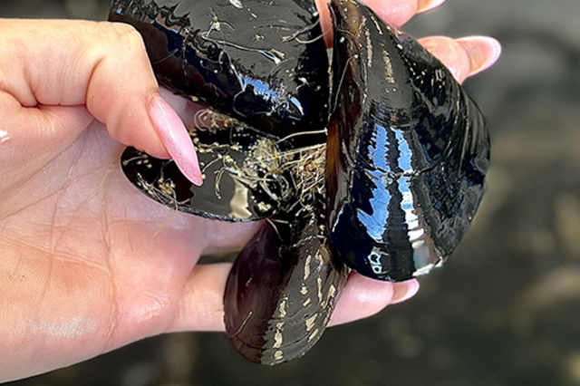 Guy Sanchez à Loupian et ses moules de l'Etang de Thau