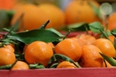 Superbes fruits de saison du magasin Bio Nouri’Bio Market de Clermont l’Herault (credits photos : Networld-Fabrice Chort)