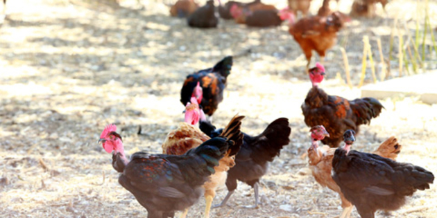 Volaille Montpellier Producteur et vente de volailles, poulets, pintades, chapons... (® SAAM-fabrice Chort)